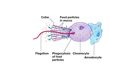 what are choanocytes similar to